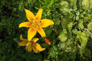 bloem in de tuin. lilium foto