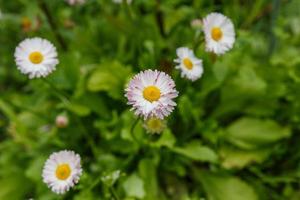 gemeenschappelijk madeliefje of bellis perennis Aan een gazon. foto