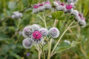 arctium lappa, groter klit. bloeiend geneeskrachtig fabriek klit. klit bloem. foto