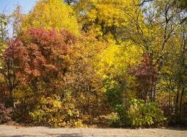 visie van de herfst park, bomen met geel en groen bladeren Aan een zonnig dag foto