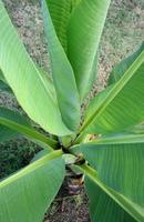bananenbladeren op plant foto