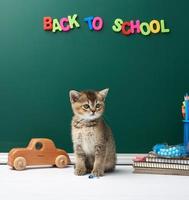 schattig katje Schots chinchilla Rechtdoor zitten, achtergrond van groen krijt bord en briefpapier, terug naar school- foto