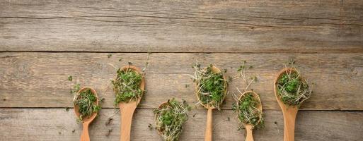 gekiemd groen spruiten van chia, rucola en mosterd in een houten lepel Aan een grijs achtergrond van oud borden foto