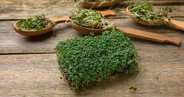 groen spruiten van chia, rucola en mosterd Aan een tafel van grijs houten planken, top visie foto