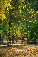 geel gedaald bladeren vlieg in de herfst park. idyllisch tafereel in de middag in een leeg park foto