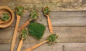 groen spruiten van chia, rucola en mosterd in een houten lepel Aan een grijs achtergrond van oud grijs borden foto