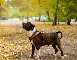 hond Amerikaans pit stier terriër staat in de herfst park. tong plakken uit van de mond foto