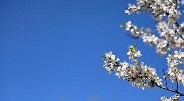 Afdeling met wit amandel bloemen Aan blauw lucht achtergrond, zonnig voorjaar dag foto