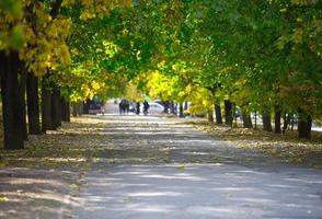 visie van de herfst park, bomen met geel en groen bladeren Aan een zonnig dag, de trottoir gaat in de afstand foto