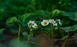 aardbei struik met groen bladeren en wit bloemen in groente tuin, fruit groeit foto