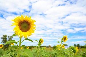 zonnebloemen in veld foto