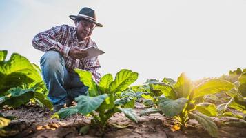 Aziatisch senior mannetje boer werken in tabak plantage foto