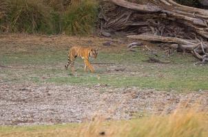 een Koninklijk Bengalen tijger wandelen naar droog gras in ranthambore nationaal park in Rajasthan foto