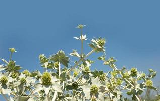 fabriek achtergronden in de duinen. blauw lucht. netelig duin planten. primorsky eringium. eringium maritiem ik. foto