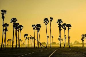 landschap van suiker palm boom gedurende schemering zonsopkomst Bij Pathum Thani provincie, thailand foto