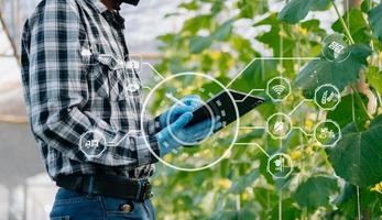 landbouwtechnologie boerenvrouw met tablet- of tablettechnologie om onderzoek te doen naar landbouwproblemen, analysegegevens en visueel pictogram. foto