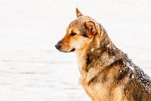 mooi roodharig binnenplaats hond Aan sneeuw foto
