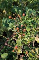 rood bessen en wijnstokken foto