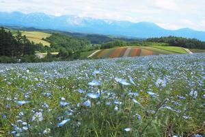 nemophila bloem tuin Aan de rug, een kleurrijk regenboog horizon. foto