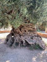 4000 jaren oud olijf- olie boom in Kreta, Griekenland foto