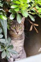 schattig kat portret achter bladeren.mooi verdwaald kat met groen ogen is op zoek Bij de camera. foto