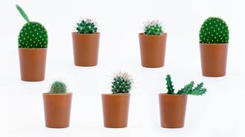 verzameling cactus met een bruin pot geïsoleerd Aan een wit achtergrond foto