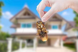 vrouw hand- Holding kakkerlak Aan huis achtergrond, elimineren kakkerlak in huis foto