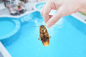 vrouw hand- Holding kakkerlak Aan zwemmen zwembad achtergrond, elimineren kakkerlak in huis en hotel foto