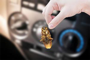 vrouw hand- Holding kakkerlak in auto achtergrond, elimineren kakkerlak in auto foto