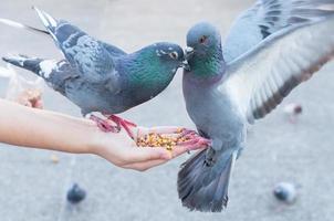 duif aan het eten van vrouw hand- Aan de parkeren, voeren duiven in de park Bij de dag tijd foto