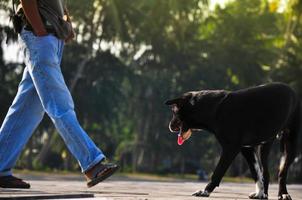 hond klaar bijten een mans been, agressief hond bijten Mens been.sociaal probleem van boos dakloos huisdieren foto