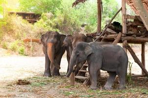 Aziatisch olifant in beschermde natuur park in de buurt Chiang mei, noordelijk Thailand foto