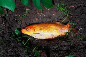 dood luxe karper vissen of koi karper vissen ziekten geïnfecteerde Aan de pit bodem foto