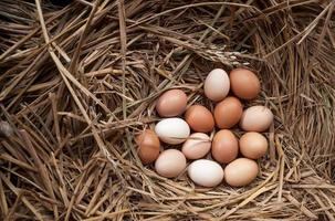 vers kip eieren met nest, een stapel van bruin eieren in een nest foto