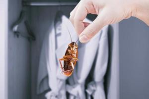 hand- Holding kakkerlak met een garderobe, plaag probleem en insect invasie in de slaapkamer huis achtergrond, elimineren kakkerlak in huis, kakkerlakken net zo dragers van ziekte foto