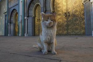 kat buiten de gouden poort van de koning van Marokko paleis in fez foto