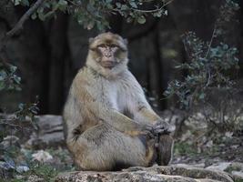 aap Barbary makaak, ifrane nationaal park, Marokko. foto