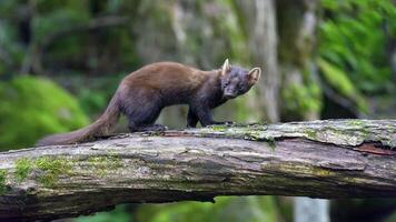 mooi wereld van dieren foto