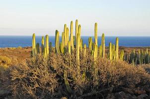 uitzicht op woestijnlandschap foto