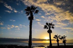 palmbomen bij zonsondergang foto