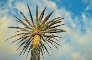 visie met palm bomen foto