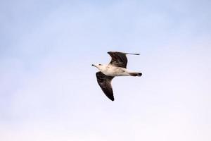 zeemeeuw vogel vliegend foto