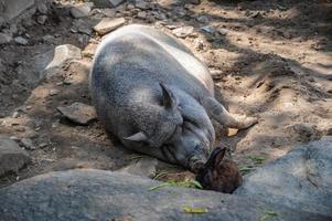 slapen varken met schattig konijn in wat pra putthabat phu kwai ngoen Bij Chiang khan wijk loei thailand.chiang khan konijn tempel of wat pra putthabat phu kwai ngoen foto