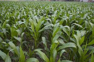 jong groen maïs planten groeit in de veld, detailopname visie foto