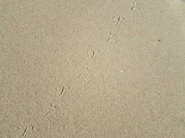 vogel voet prints in nat zand Bij strand foto