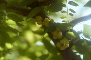 dichtbij omhoog van ster kruisbes Aan boom of phyllanthus acidus skeelers. bundel kruisbes. phyllanthus zuur, bekend net zo de otaheite kruisbes, land kruisbes, ster, jonkvrouw, grosella, jonkvrouw, karamay. foto