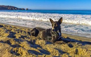 hond ontspannende aan het liegen Aan strand zand in zonnig Mexico. foto