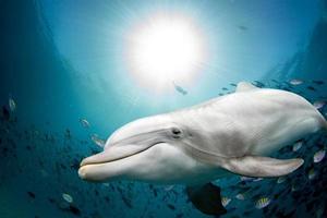 dolfijn onderwater- Aan oceaan achtergrond foto