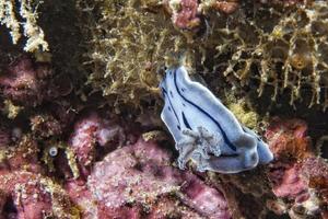 chromodoris coi naaktslak foto