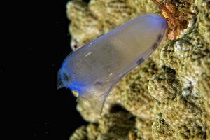 moeilijk koraal macro detail terwijl duiken in Indonesië foto